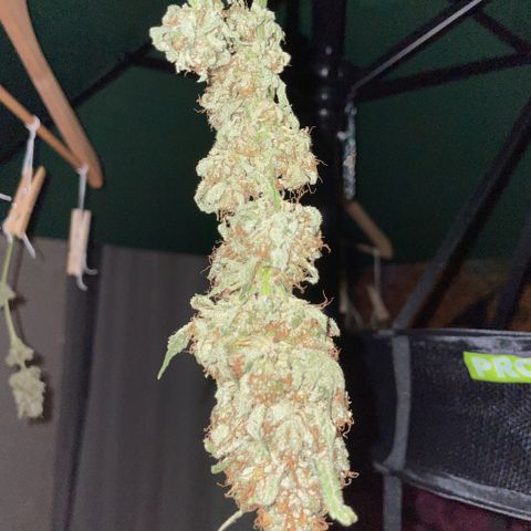 Big Bud by KilliczGe growlog timeline photo