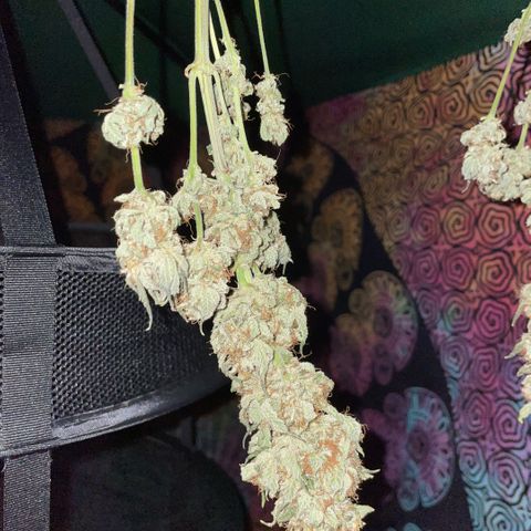 Big Bud by KilliczGe growlog timeline photo
