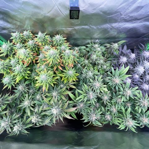 Dante’s Inferno - Mile High Dave by KilliczGe growlog timeline photo