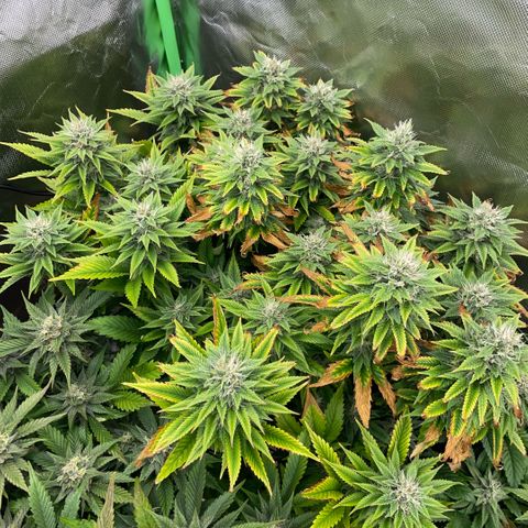 Tangerine Dream Clon #1 by KilliczGe growlog timeline photo