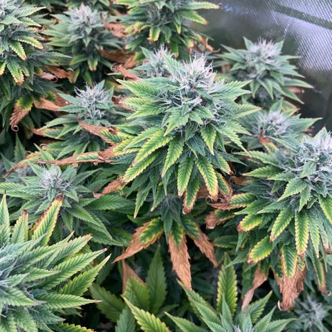 Tangerine Dream Clon #1 by KilliczGe growlog timeline photo