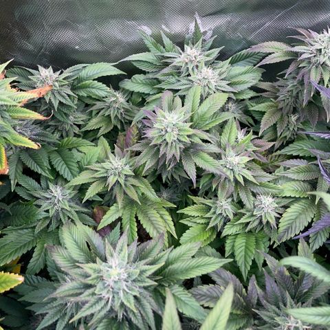 Big Bud 1 Klon 1 by KilliczGe growlog timeline photo