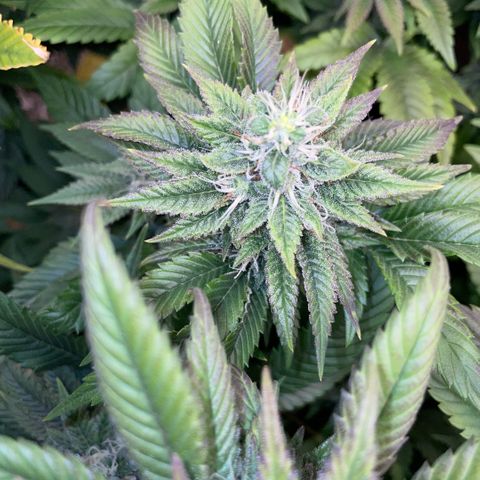 Big Bud 1 Klon 1 by KilliczGe growlog timeline photo