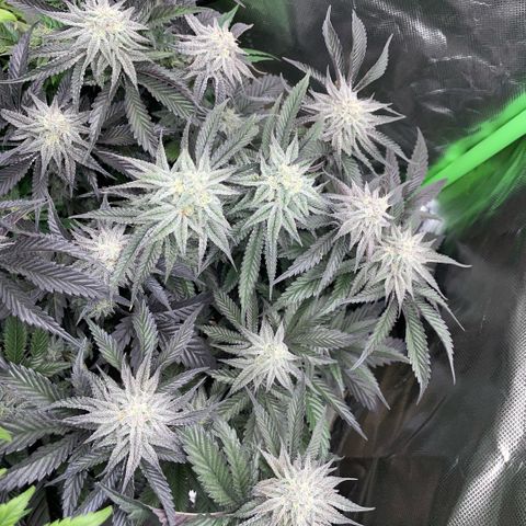 Dante’s Inferno - Mile High Dave by KilliczGe growlog timeline photo