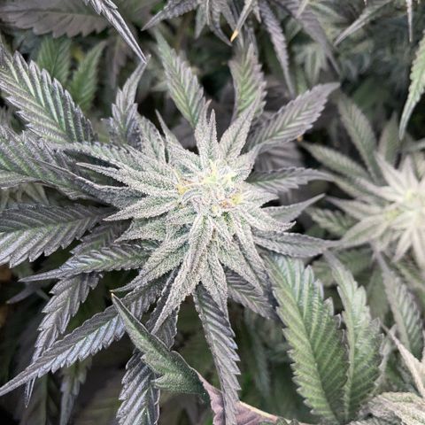 Dante’s Inferno - Mile High Dave by KilliczGe growlog timeline photo