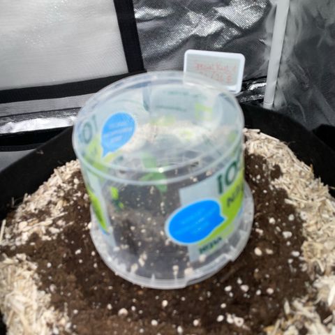 Special Kush 1 - GwJ Community Award Winning Celebration Grow Part 2 -The Price - by KilliczGe growlog timeline photo