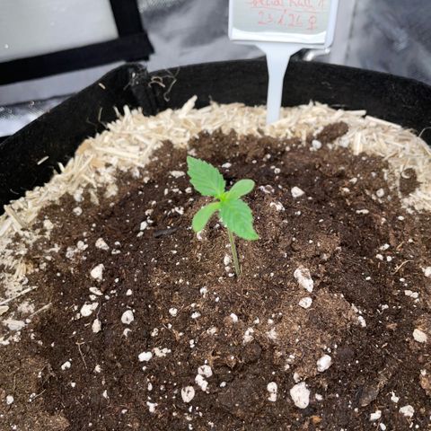Special Kush 1 - GwJ Community Award Winning Celebration Grow Part 2 -The Price - by KilliczGe growlog timeline photo