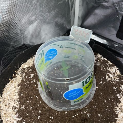 Critical Kush - GwJ Community Award Winning Celebration Grow Part 1 - The Winner - by KilliczGe growlog timeline photo