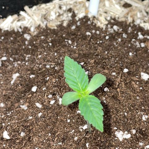 Critical Kush - GwJ Community Award Winning Celebration Grow Part 1 - The Winner - by KilliczGe growlog timeline photo