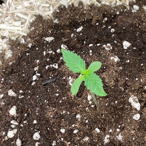 Special Kush 1 - GwJ Community Award Winning Celebration Grow Part 2 -The Price - by KilliczGe growlog timeline photo