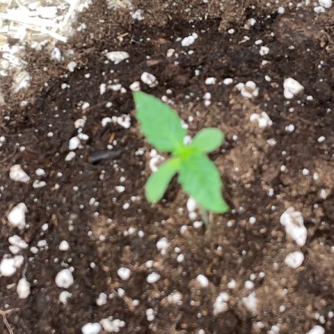 Special Kush 1 - GwJ Community Award Winning Celebration Grow Part 2 -The Price - by KilliczGe growlog timeline photo