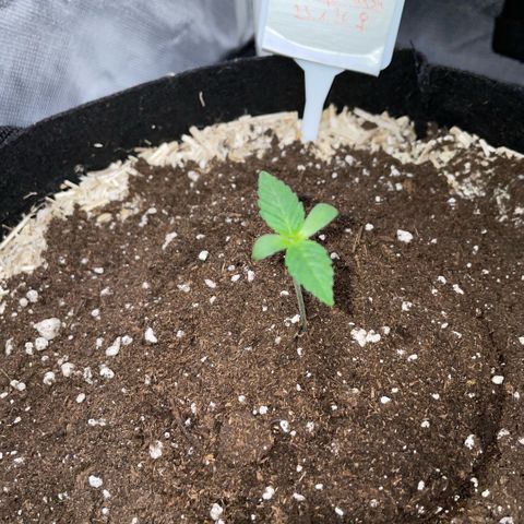 Critical Kush - GwJ Community Award Winning Celebration Grow Part 1 - The Winner - by KilliczGe growlog timeline photo