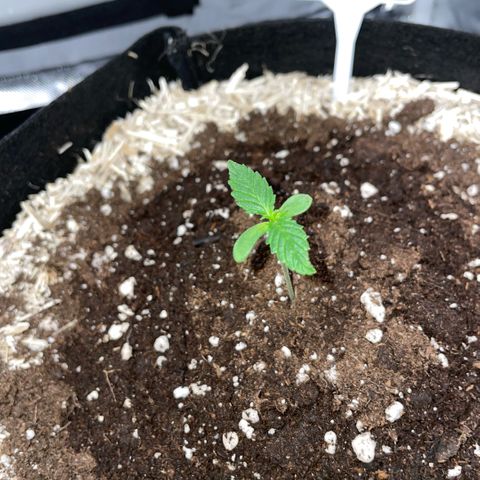 Special Kush 1 - GwJ Community Award Winning Celebration Grow Part 2 -The Price - by KilliczGe growlog timeline photo