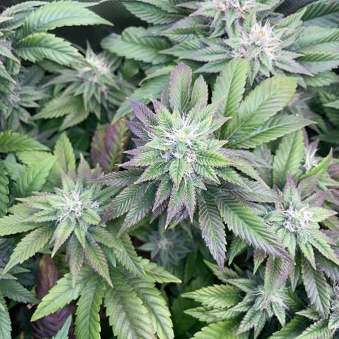 Big Bud 1 Klon 1 by KilliczGe growlog timeline photo