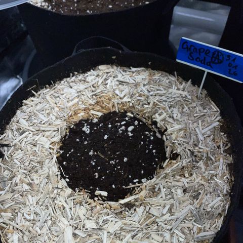 Grape Soda Auto - by KilliczGe growlog timeline photo