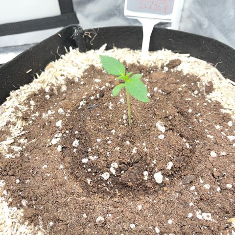 Special Kush 1 - GwJ Community Award Winning Celebration Grow Part 2 -The Price - by KilliczGe growlog timeline photo