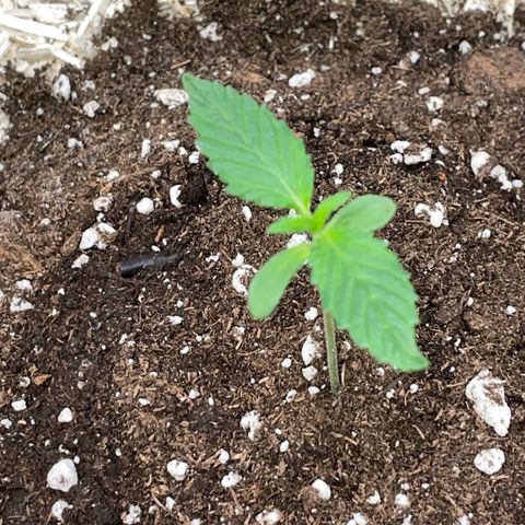 Special Kush 1 - GwJ Community Award Winning Celebration Grow Part 2 -The Price - by KilliczGe growlog timeline photo