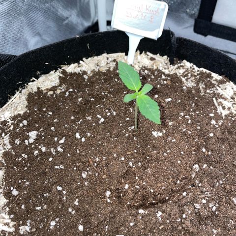 Critical Kush - GwJ Community Award Winning Celebration Grow Part 1 - The Winner - by KilliczGe growlog timeline photo