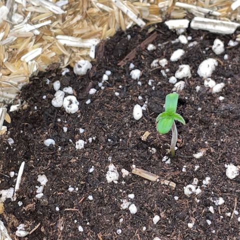 Grape Soda Auto - by KilliczGe growlog timeline photo