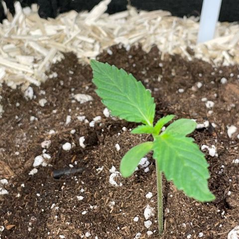 Special Kush 1 - GwJ Community Award Winning Celebration Grow Part 2 -The Price - by KilliczGe growlog timeline photo