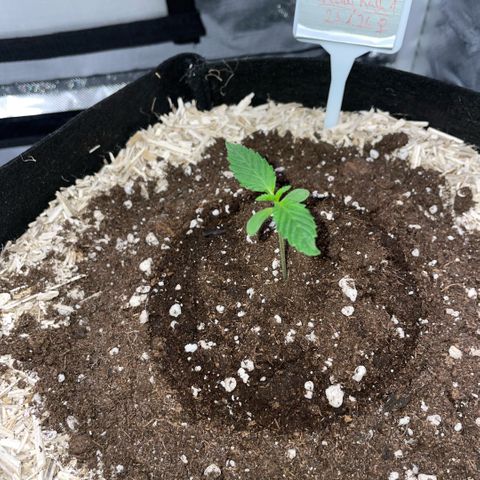 Special Kush 1 - GwJ Community Award Winning Celebration Grow Part 2 -The Price - by KilliczGe growlog timeline photo