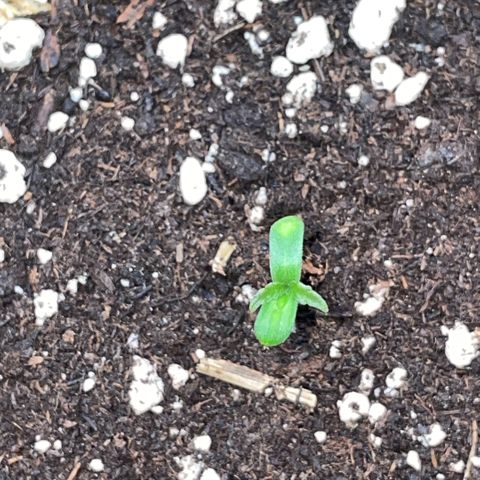 Grape Soda Auto - by KilliczGe growlog timeline photo