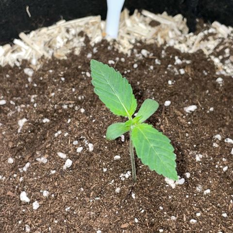 Critical Kush - GwJ Community Award Winning Celebration Grow Part 1 - The Winner - by KilliczGe growlog timeline photo