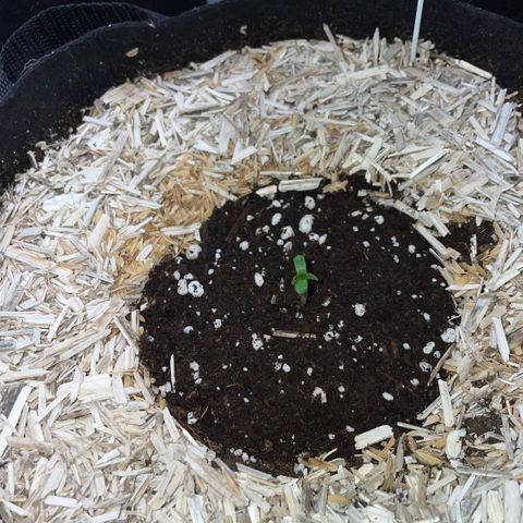 Grape Soda Auto - by KilliczGe growlog timeline photo