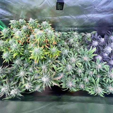 Dante’s Inferno - Mile High Dave by KilliczGe growlog timeline photo