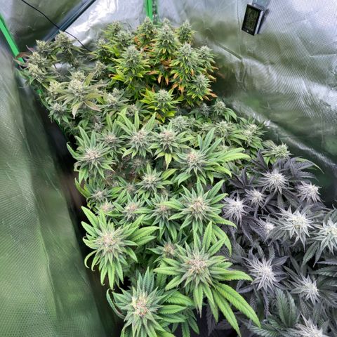 Dante’s Inferno - Mile High Dave by KilliczGe growlog timeline photo