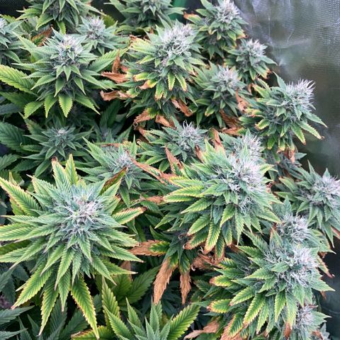 Tangerine Dream Clon #1 by KilliczGe growlog timeline photo