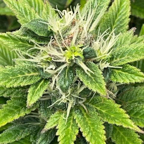 Tangerine Dream Clon #1 by KilliczGe growlog timeline photo