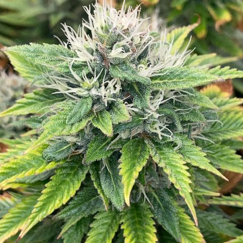 Tangerine Dream Clon #1 by KilliczGe growlog timeline photo