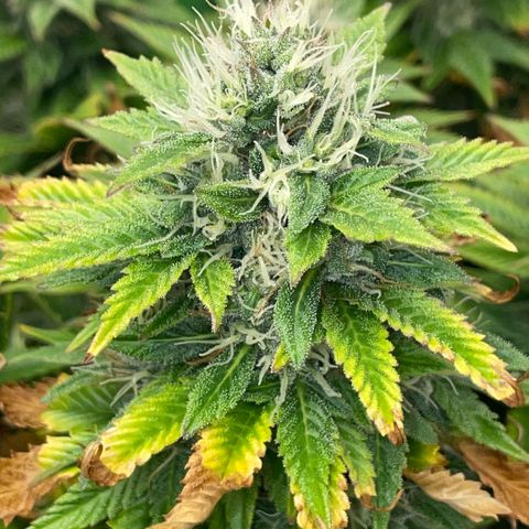 Tangerine Dream Clon #1 by KilliczGe growlog timeline photo