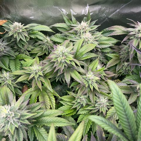 Big Bud 1 Klon 1 by KilliczGe growlog timeline photo