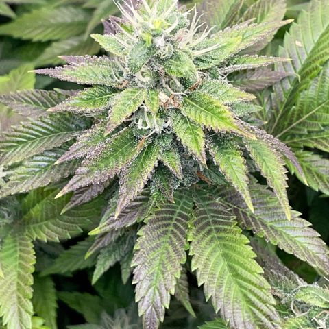 Big Bud 1 Klon 1 by KilliczGe growlog timeline photo