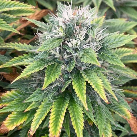 Tangerine Dream Clon #1 by KilliczGe growlog timeline photo