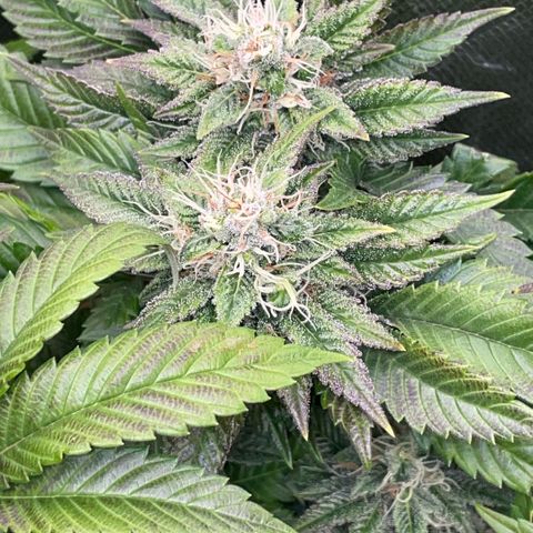 Big Bud 1 Klon 1 by KilliczGe growlog timeline photo