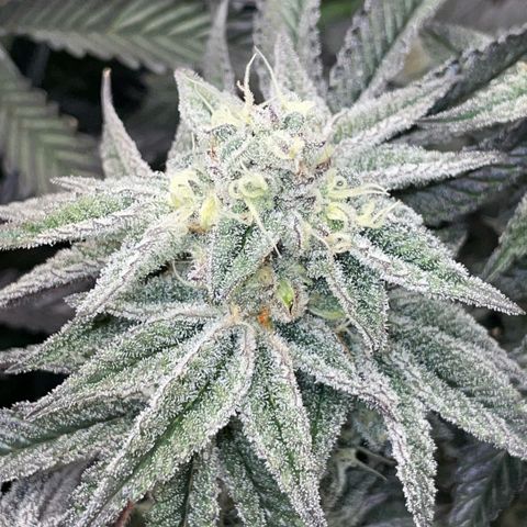 Dante’s Inferno - Mile High Dave by KilliczGe growlog timeline photo