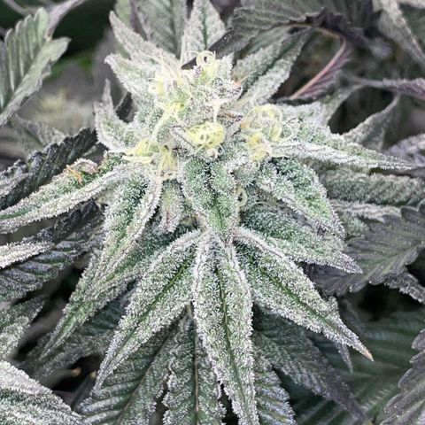 Dante’s Inferno - Mile High Dave by KilliczGe growlog timeline photo