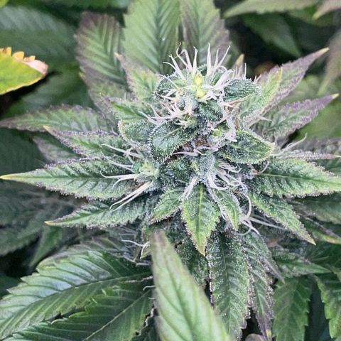 Big Bud 1 Klon 1 by KilliczGe growlog timeline photo