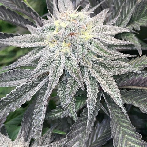 Dante’s Inferno - Mile High Dave by KilliczGe growlog timeline photo