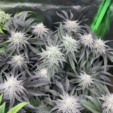 Dante’s Inferno - Mile High Dave by KilliczGe growlog timeline photo