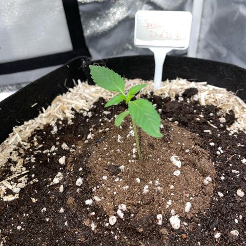 Special Kush 1 - GwJ Community Award Winning Celebration Grow Part 2 -The Price - by KilliczGe growlog timeline photo