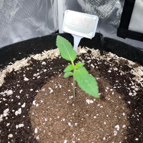 Critical Kush - GwJ Community Award Winning Celebration Grow Part 1 - The Winner - by KilliczGe growlog timeline photo
