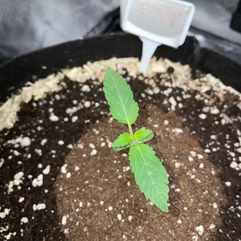 Critical Kush - GwJ Community Award Winning Celebration Grow Part 1 - The Winner - by KilliczGe growlog timeline photo