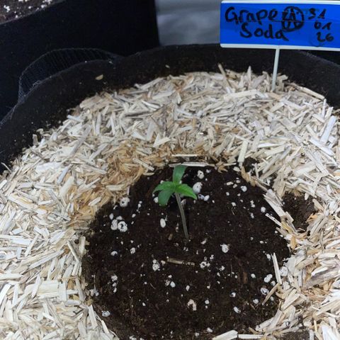 Grape Soda Auto - by KilliczGe growlog timeline photo