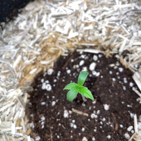 Grape Soda Auto - by KilliczGe growlog timeline photo