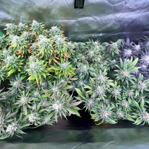 Dante’s Inferno - Mile High Dave by KilliczGe growlog timeline photo