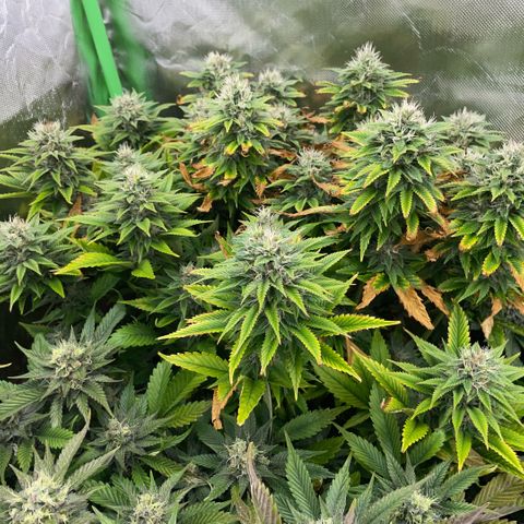 Tangerine Dream Clon #1 by KilliczGe growlog timeline photo